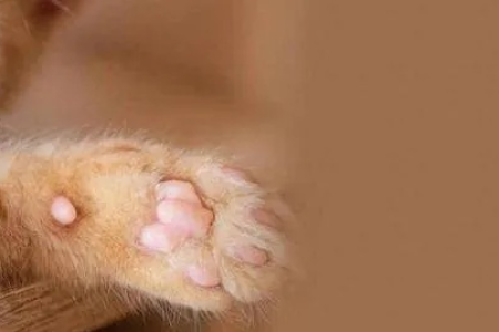猫咪爱嘬爪子正常吗？教你如何判断和应对