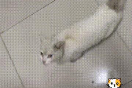 解读流浪猫：吃饱了还叫的原因及应对方法