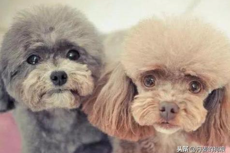 扁脸猫为什么会有难看的泪痕？铲屎官必看泪痕解决方法