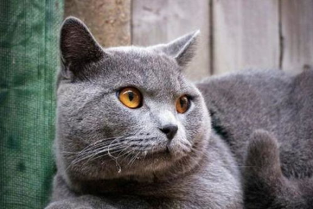 英短蓝猫嗜睡的原因是什么？它们一天睡多久？
