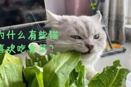 猫为什么爱吃青菜叶子？了解猫咪的营养需求和健康饮食