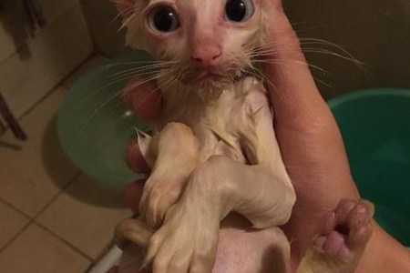 猫为什么半夜起来看你？揭秘猫咪夜间行为