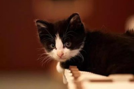 解密猫咪：关于猫咪的这些冷知识，你都知道吗？