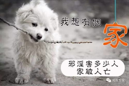猫咪遇到狗狗弓起背的原因及应对方法详解