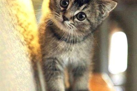 家里猫咪歪着头看着你？猫咪歪头的原因及含义解读