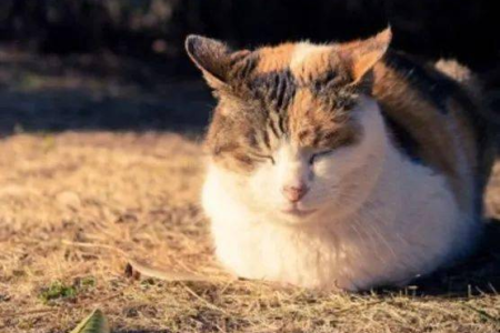 猫咪为啥爱晒太阳睡觉？原来这背后藏着这些秘密！