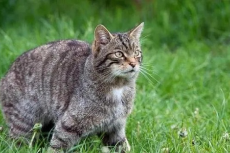 野猫不叫的原因是什么？和家猫有什么区别