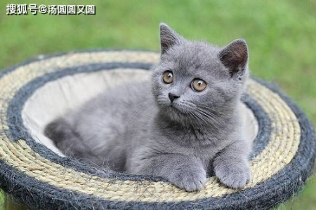 英短蓝猫脱毛问题大揭秘，教你如何护理猫咪毛发