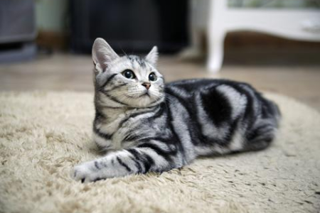 猫咪为什么不伤害婴儿？揭秘猫与婴儿和谐相处的原因