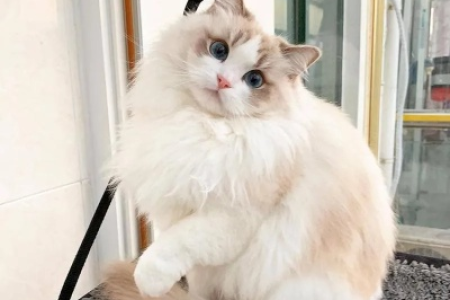 英短和布偶猫杂交，小猫会继承哪些父母的基因？