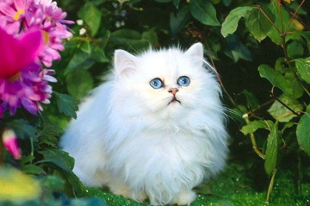 波斯猫不会抓老鼠是天性吗？详解猫咪捕猎能力
