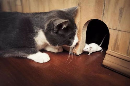 为什么英短猫对老鼠没兴趣？舒适生活让它们失去了捕鼠技能