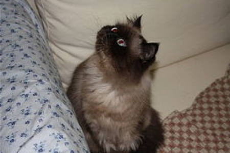 猫为什么喜欢趴在高处？探索猫咪登高背后的秘密和本能