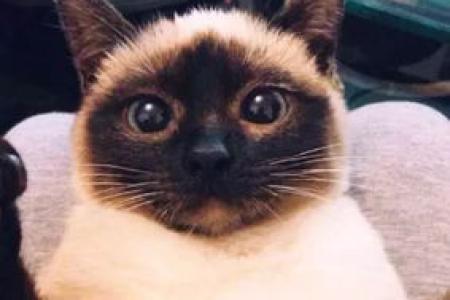 想买淡紫色暹罗猫？先了解一下它的高价原因