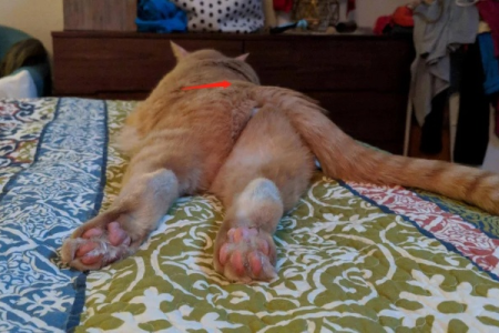 猫咪拍屁股的秘密：神经末梢的奇妙反应