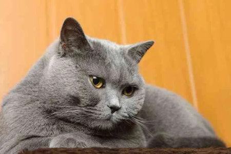 你的蓝短猫需要绝育吗？这些理由告诉你
