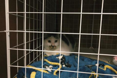 为什么流浪猫需要绝育？这关乎它们的健康和城市环境！