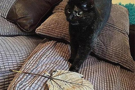 小猫喜欢吃树叶是病还是馋？铲屎官必看！