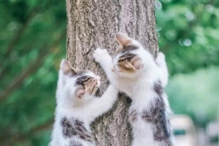 小猫爬树不会下来怎么办？教你几招轻松帮猫咪下树