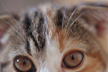 如何快速有效去除猫身上的跳蚤？试试这些方法