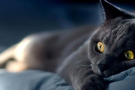 猫咪扫桌面东西的奇怪行为，你了解吗？原因竟是...