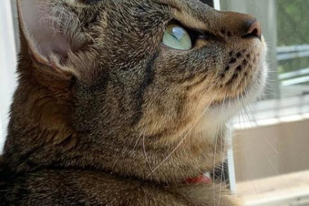 猫咪最爱什么类型女孩子？温柔女生更受欢迎？