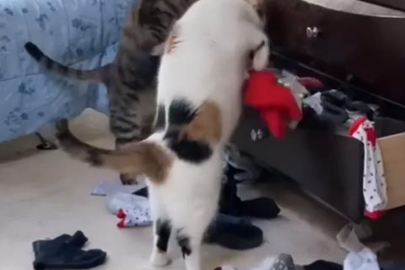 男朋友比我更受猫咪欢迎？猫咪喜欢男人还是女人的真相
