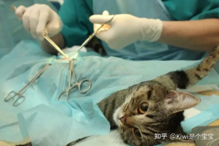 绝育手术会让猫咪变胖吗？如何避免猫咪绝育后肥胖