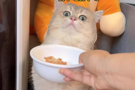 流浪猫挑食怎么办？教你几招轻松解决难题！