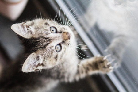 猫咪为何发出像老虎一样的叫声？原因及解读
