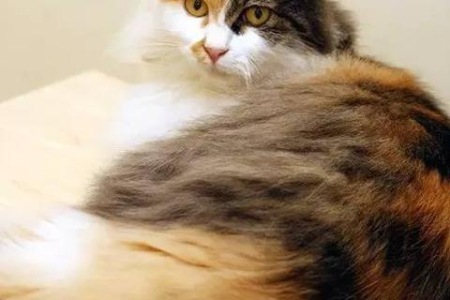 家里土猫总是很陌生？教你如何和土猫建立亲密关系