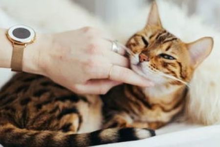 两只猫闻对方鼻子代表什么？揭秘猫咪社交行为