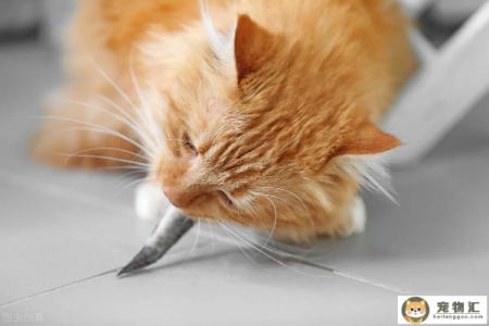 猫吃鱼后吐鱼刺怎么回事？猫咪吐鱼刺的秘密