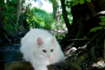 猫咪眼睛发炎能自己好吗？小心严重后果！