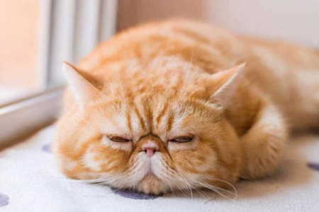 加菲猫一直打呼噜怎么办？猫咪打呼噜的原因及应对措施