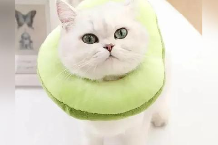 猫绝育没切干净会怎样？如何避免这种情况？