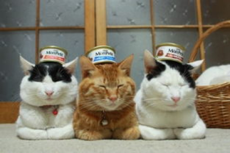 如何根据猫咪体重确定猫罐头喂食量？详细图文教程