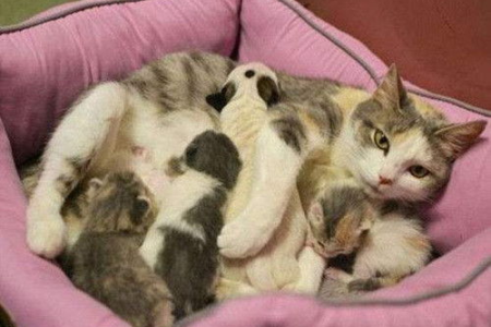 猫拉肚子怎么治？家庭护理及就医指南
