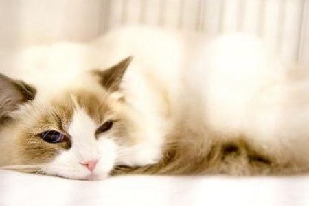 养猫小白必看：初次养猫养什么品种好？简单好养的猫咪推荐