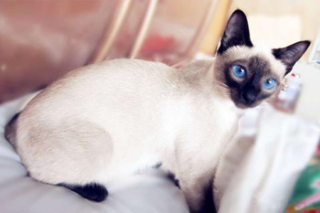 暹罗猫：为何被称为猫中王子？揭秘它的尊贵身份与独特魅力