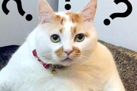 为什么暹罗猫被称为煤老板？它的毛色有什么秘密？