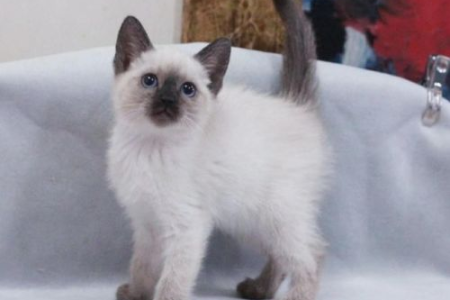 暹罗猫剪毛的危害：体温失衡毛发紊乱？