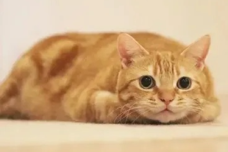 橘猫为什么又胖又凶？揭秘橘猫易胖易怒的秘密