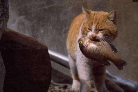 为什么橘猫吃鱼不卡刺？猫咪独特的消化系统是关键！