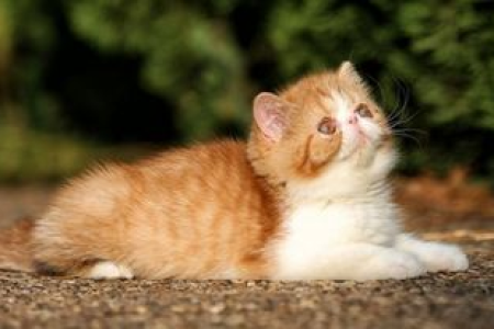 加菲猫夜间叫声扰人眠？教你如何应对和解决