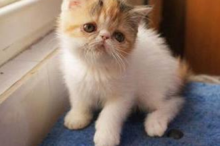 加菲猫真的不会咬人吗？铲屎官的真实体验