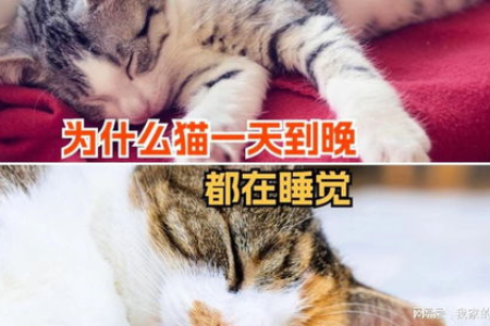 加菲猫一天到晚睡觉正常吗？详解加菲猫嗜睡的原因及解决方法