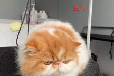 加菲猫发抖是什么原因？赶紧来看看解决方法！