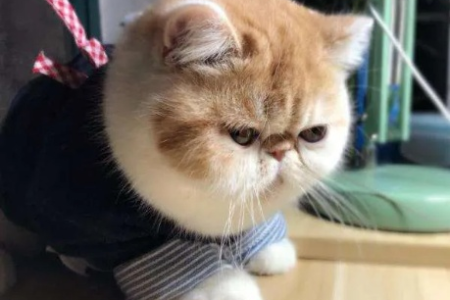 揭秘加菲猫叫醒主人的真相，看完你就懂了！