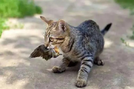 猫咪捕蝇高手：揭秘它们的神奇捕猎能力